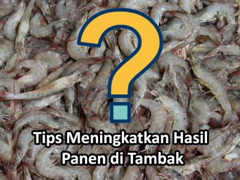 Tips Meningkatkan Hasil Panen Tambak