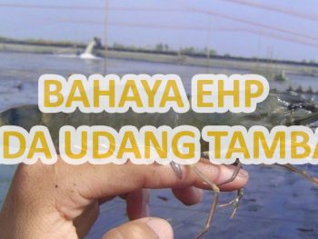 Bahaya EHP, Menyerang Udang Tambak !