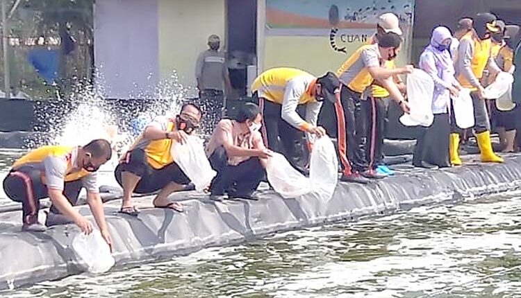 Mengenal Jenis Kolam Tambak Dengan Tingkat Padat Tebarnya
