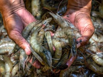 Budidaya Udang di Masa Pandemi Corona !
