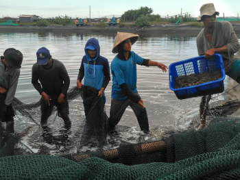 Mengenal Sebutan Penting Dalam Budidaya Tambak Udang