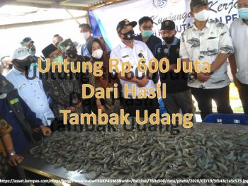 Jangan Kaget, 600 Juta Dari Udang Tambak !