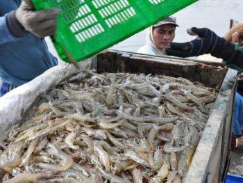 Tips Ekspor Udang Agar Tetap Segar