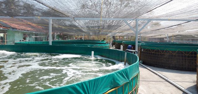 Pertumbuhan Udang Dipengaruhi Padat Tebar di Bak Beton